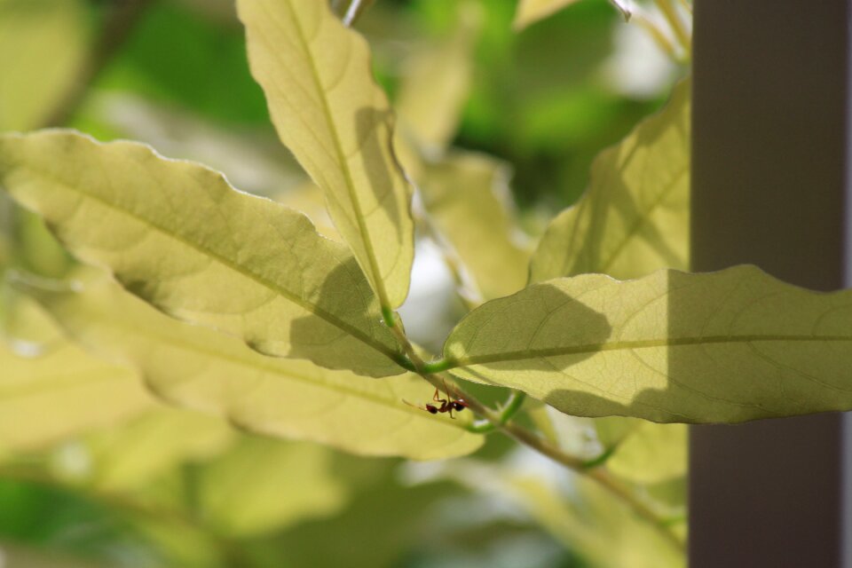 Insect nature