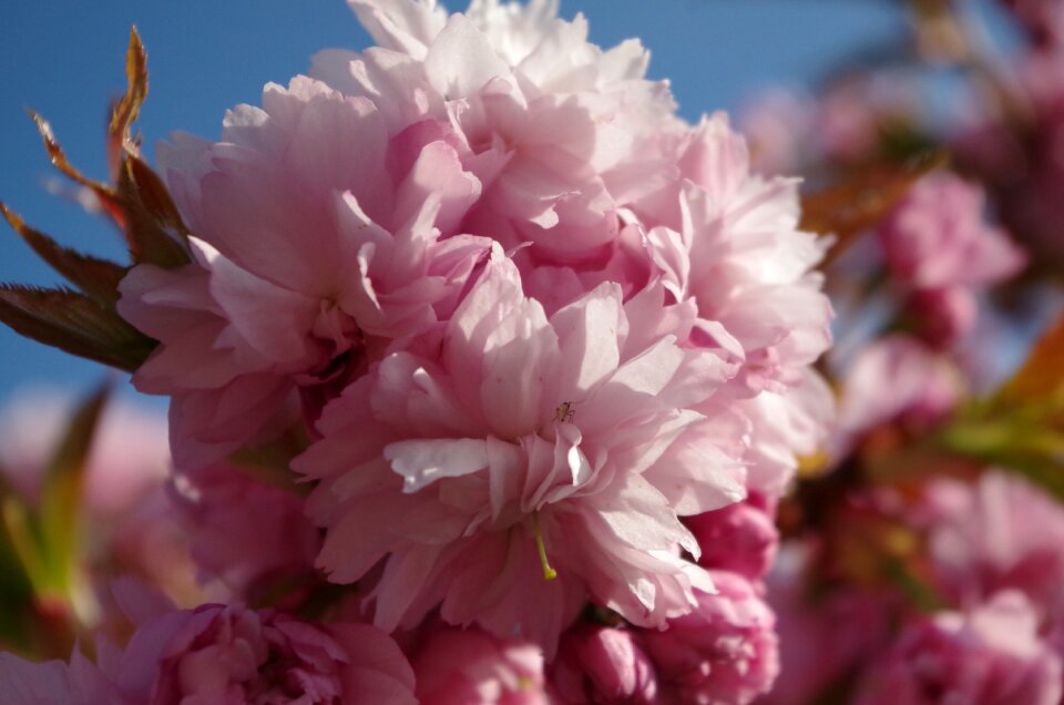 Spring cherry sunshine
