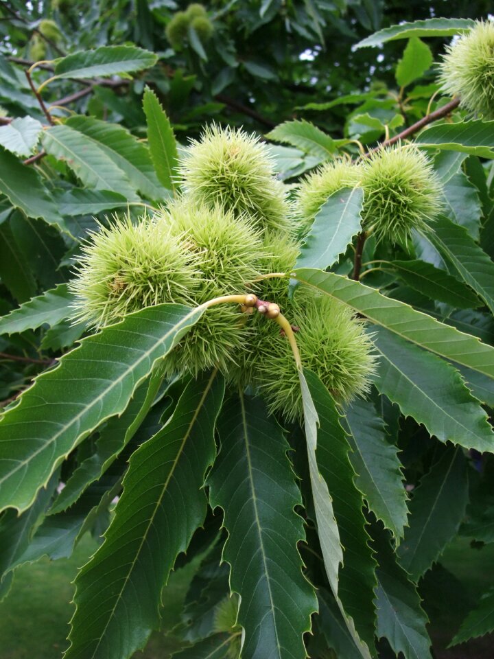 Sweet chestnut tree park