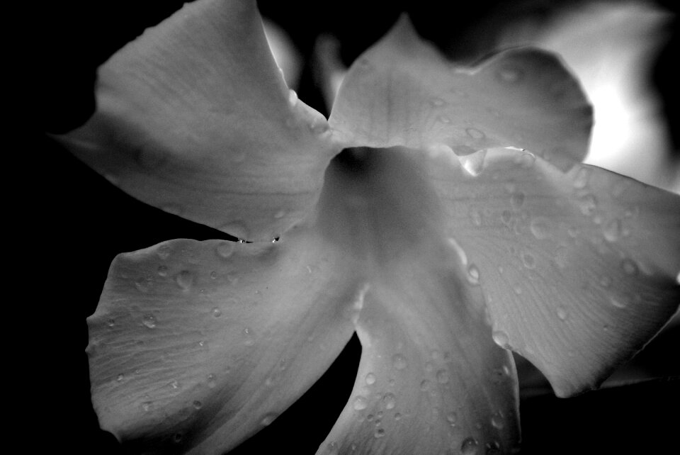 Fulfillment botany flora