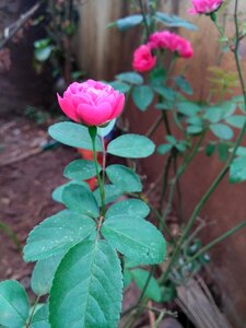 Beauty love