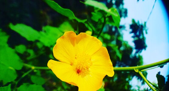 Flowers yellow photo