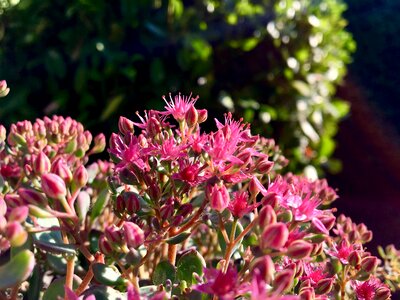 Autumn pink petite