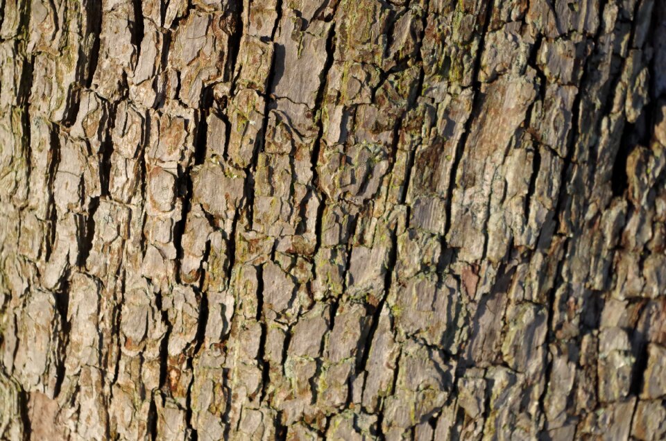 Ancient woodland wood