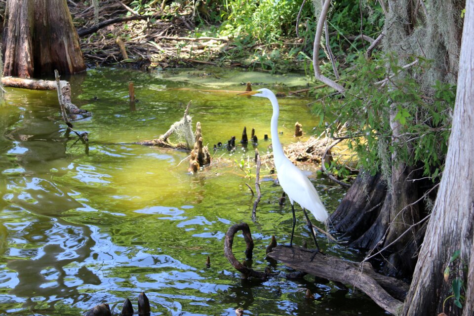 Florida water swamp