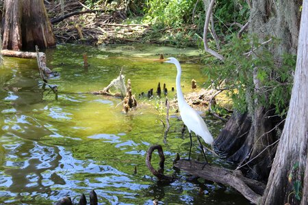 Florida water swamp photo