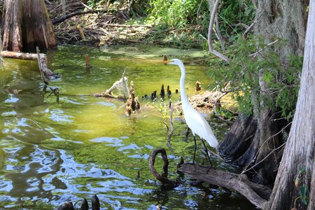 Florida water swamp