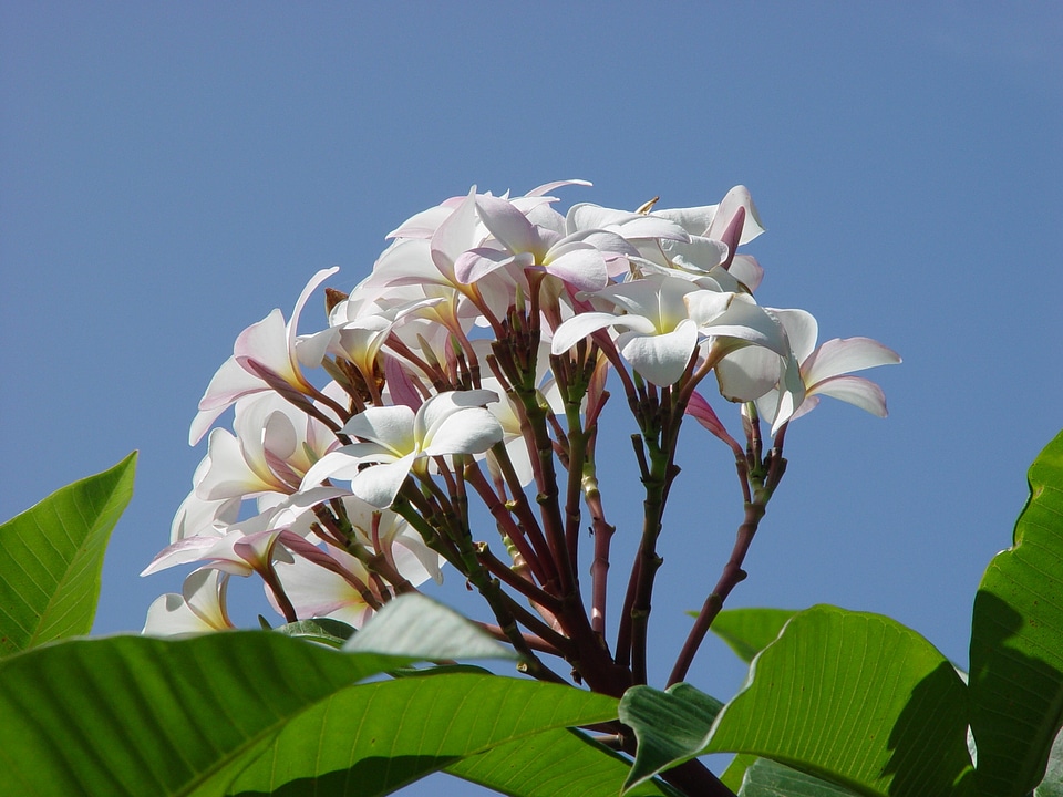 White nature flora
