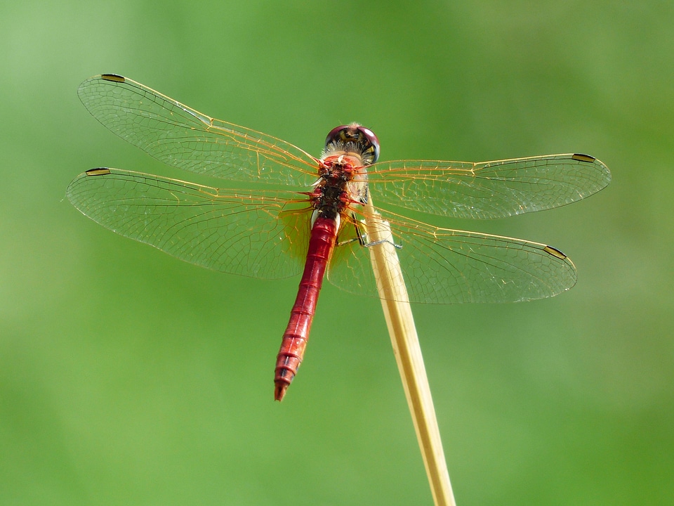 Insect flight insect crimson heidelibelle
