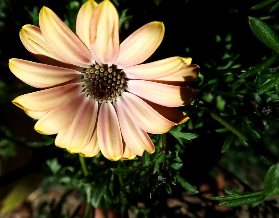 Garden nature