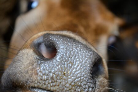 Cattle livestock head photo