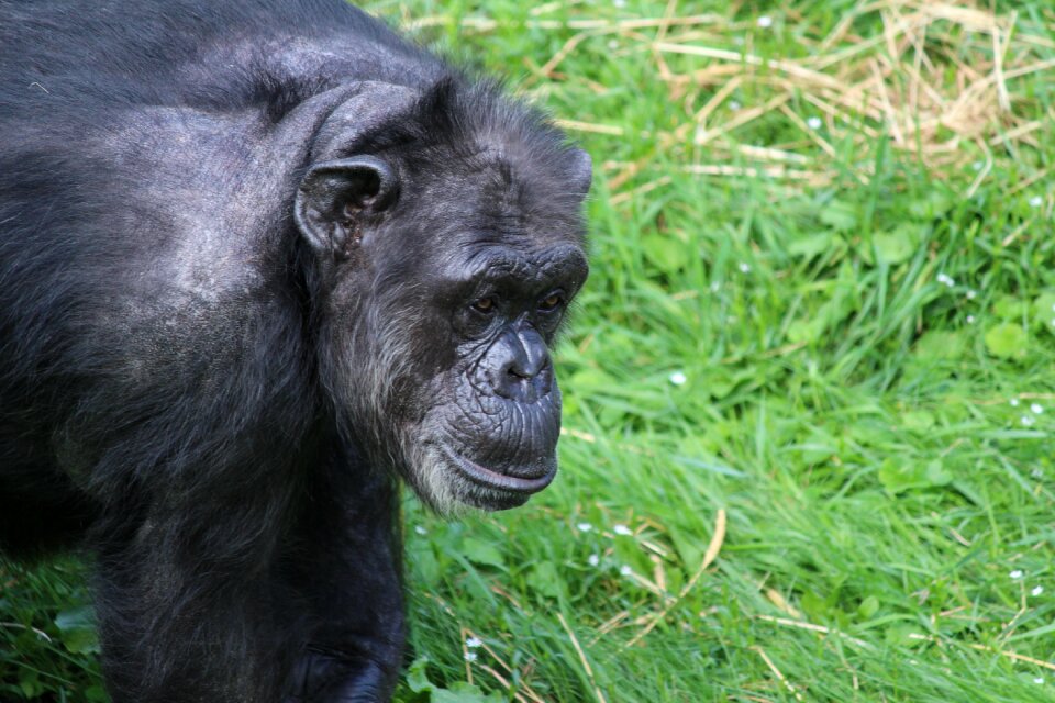 Primate zoo nature