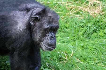 Primate zoo nature