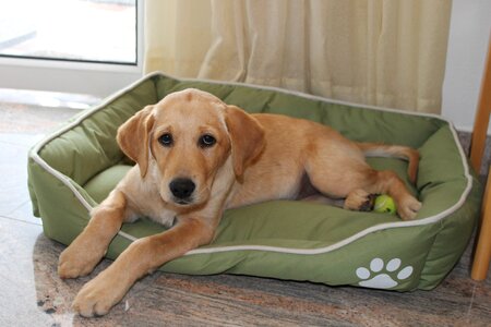 Hybrid labrador golden retriver