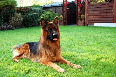 Long-haired grass lie photo