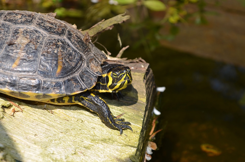 Turtle reptile water turtle