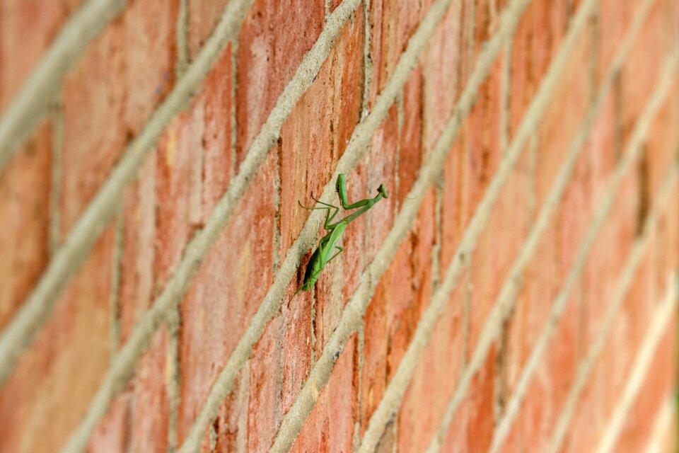 Garden insect brown pray