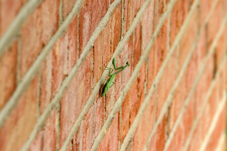 Garden insect brown pray photo