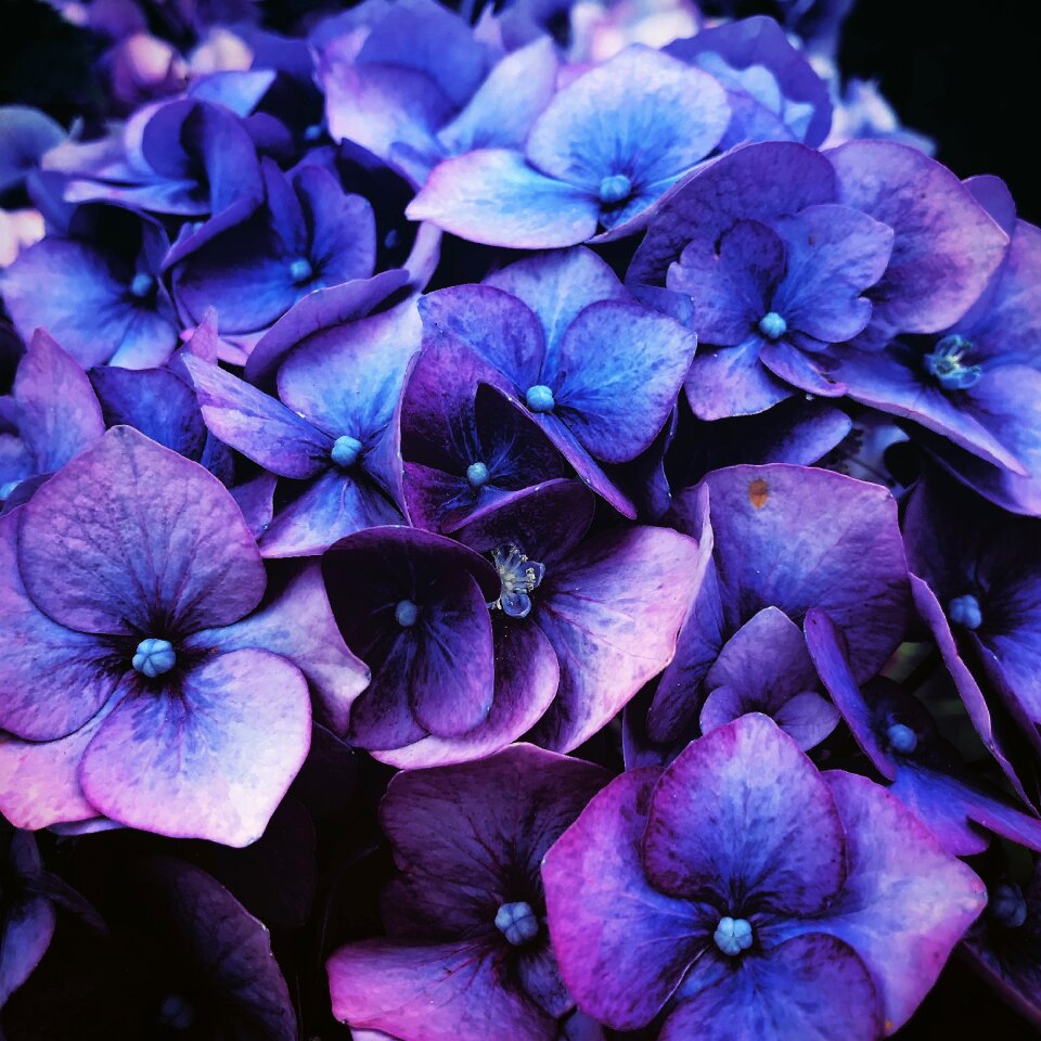 Natural lilac garden