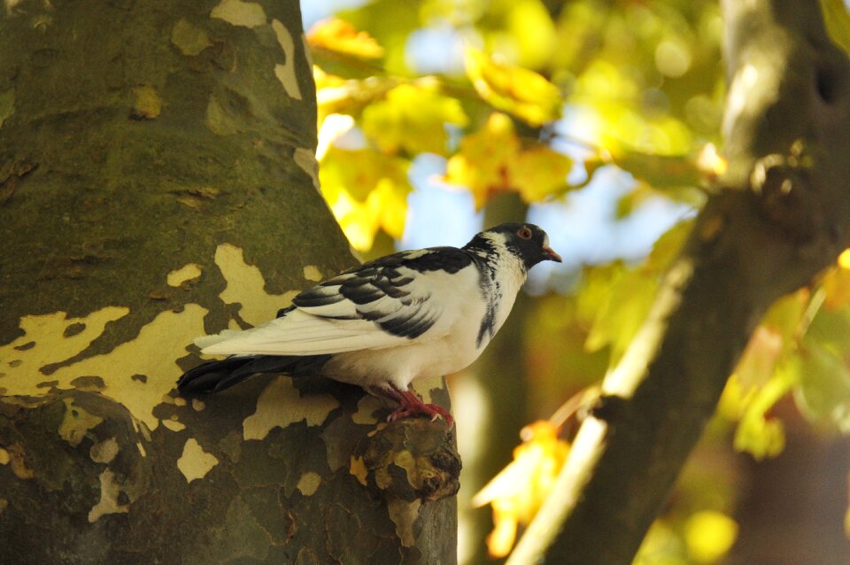 Pigeon black and white nature tree