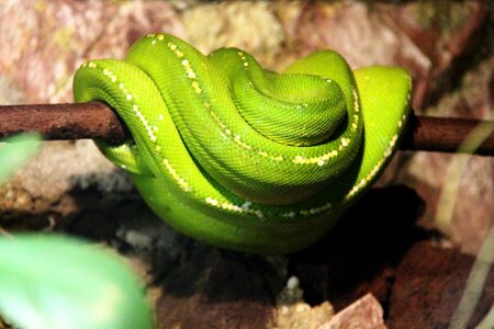 Green terrarium viper