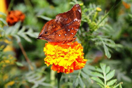 Malaysia tropical exotic