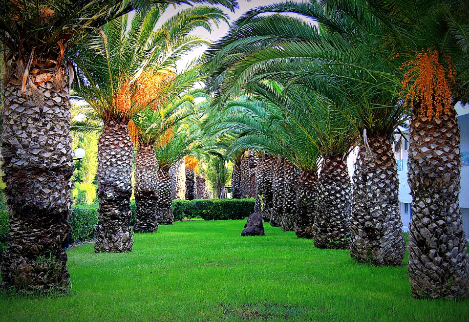 Tree summer holidays