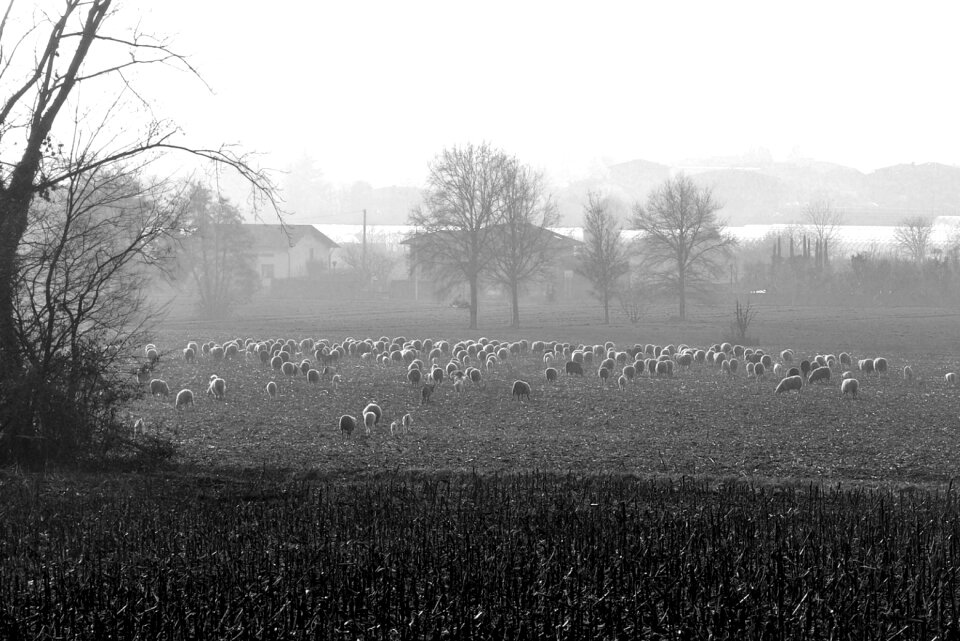 Nature rural flock