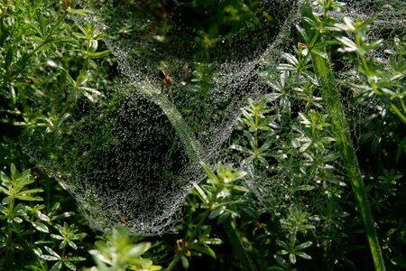Spider cobweb dewdrop