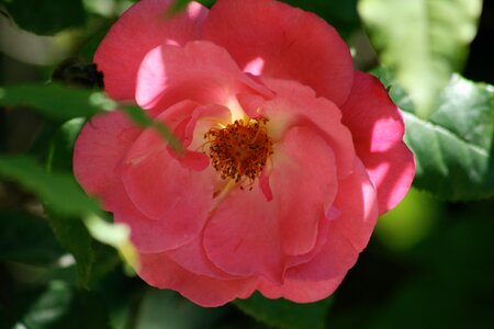 Rose bush rose pink photo