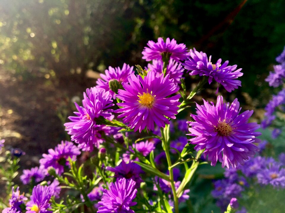 Violet backlighting garden