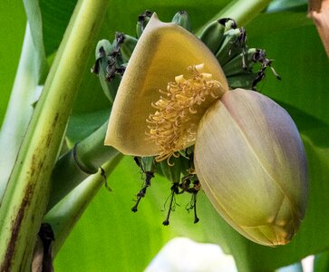 Tropical banana plant food