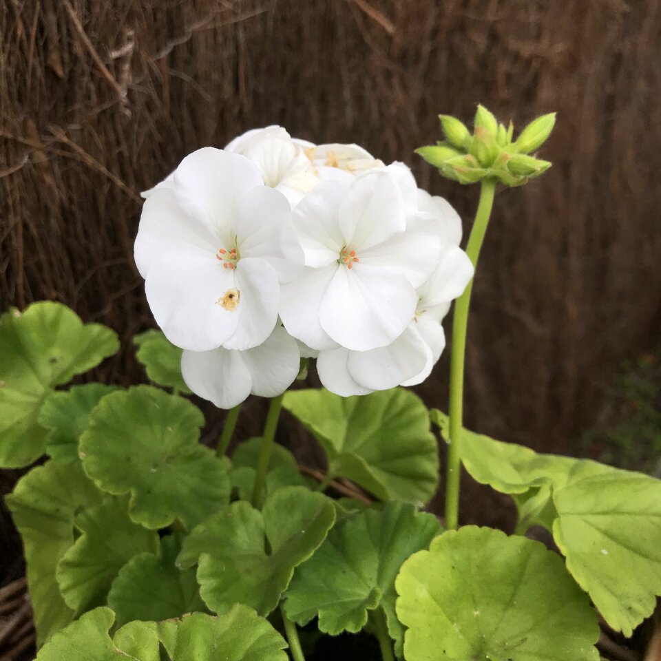 White leaves flora