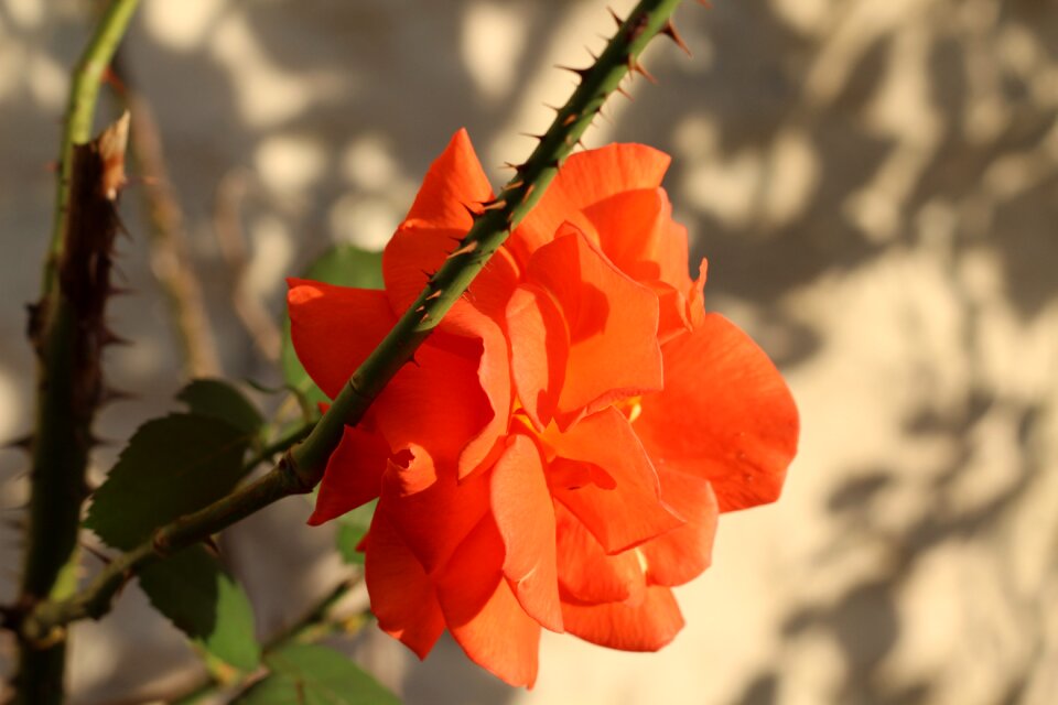 Flower flowers summer