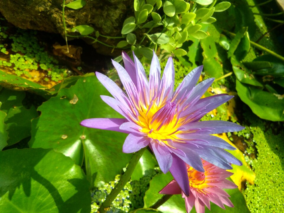 Nature lotus flower