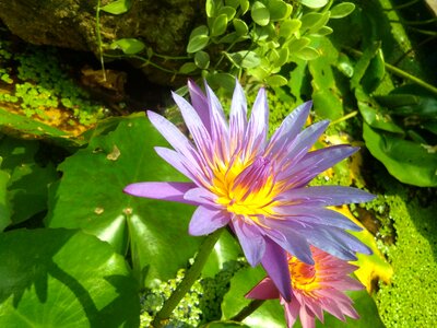 Nature lotus flower