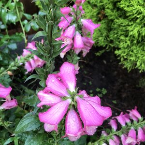 Garden nature leaves photo