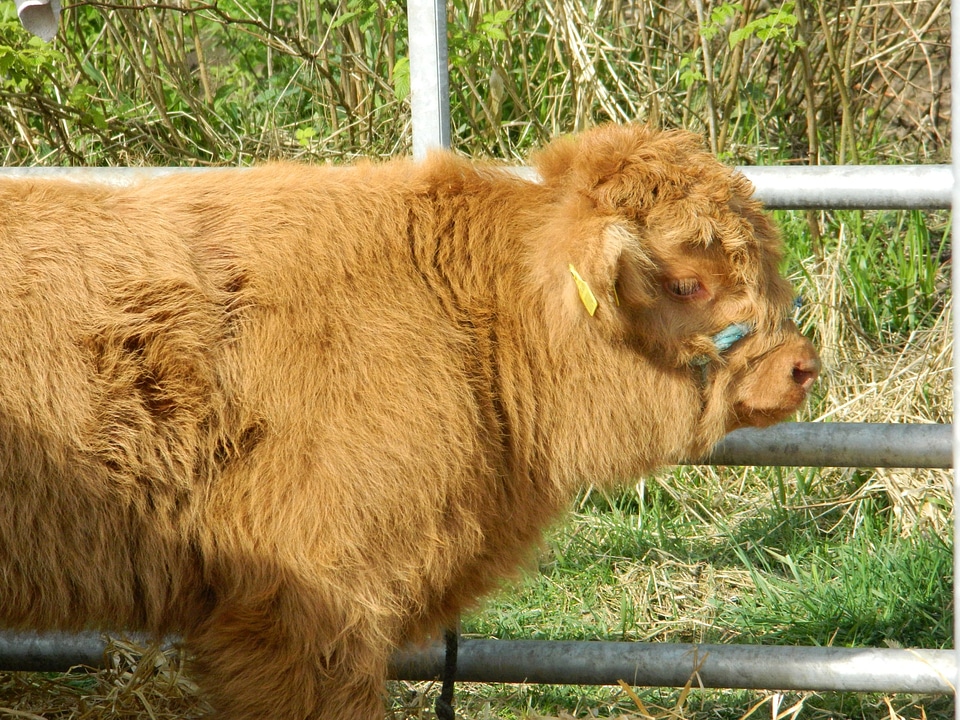 Scotland show livestock photo