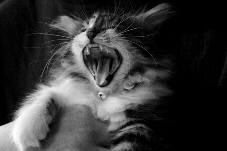 Cute adorable hairy