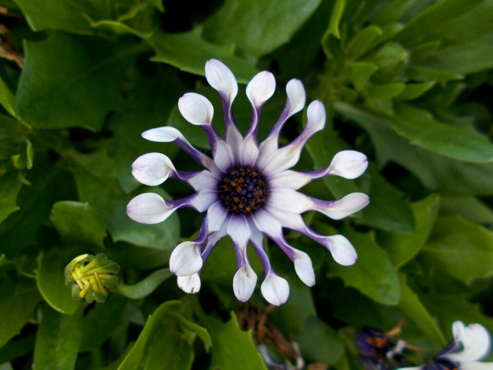 Bornholm marguerite bloom plant
