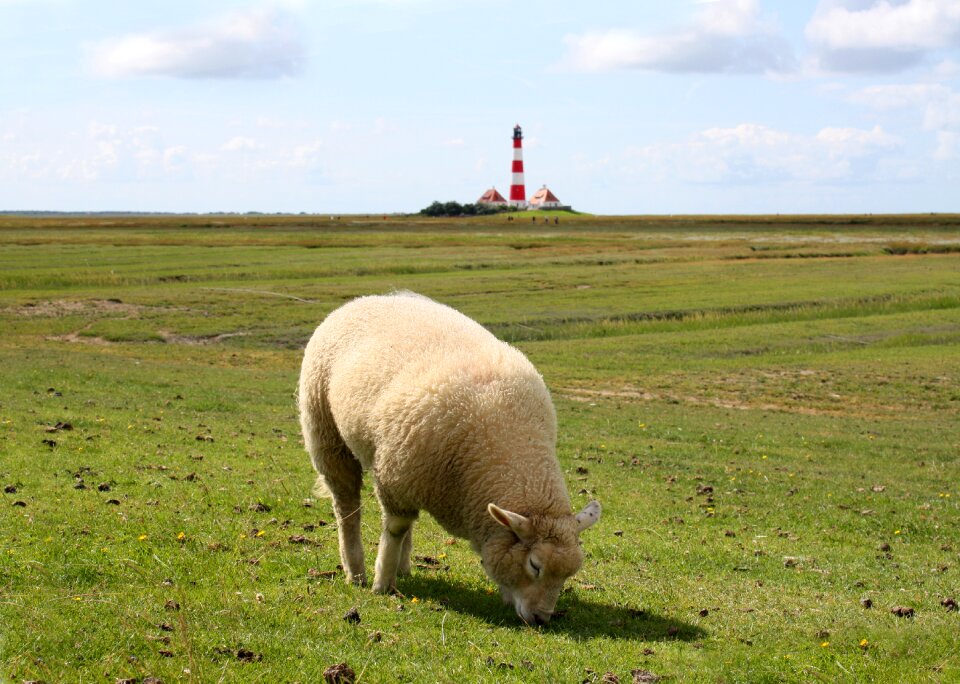 Westerhever nature agriculture
