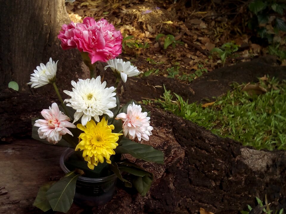 Open flower blooms