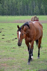 Brown horse horse in field photo