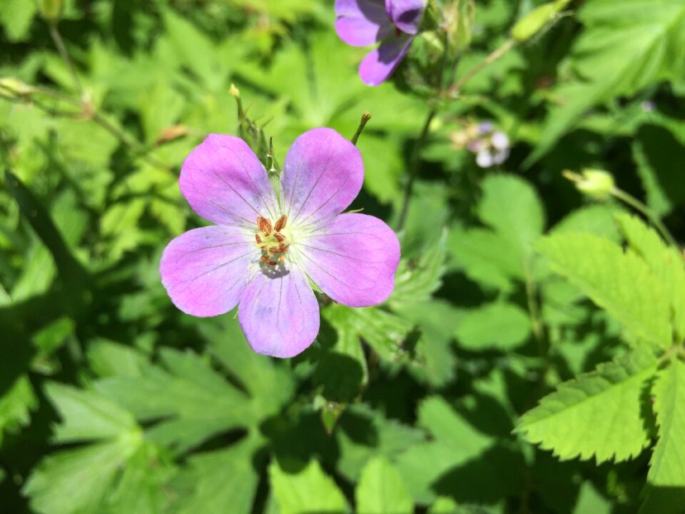 Flowers blooms