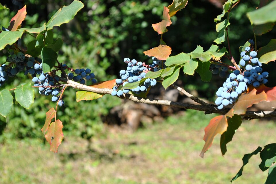 Colors crop nature