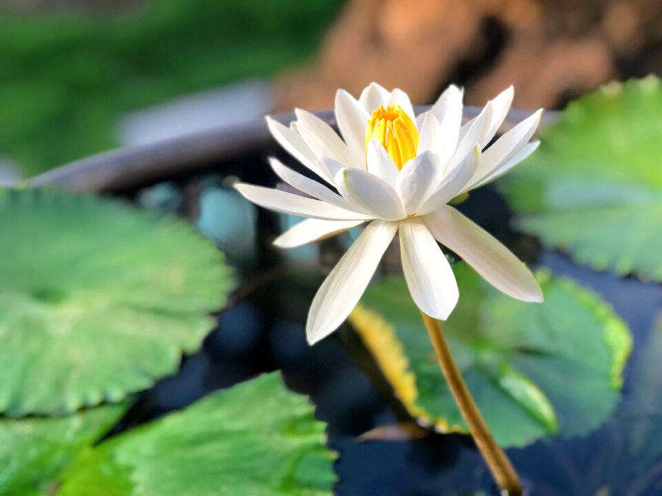White plant sunshine