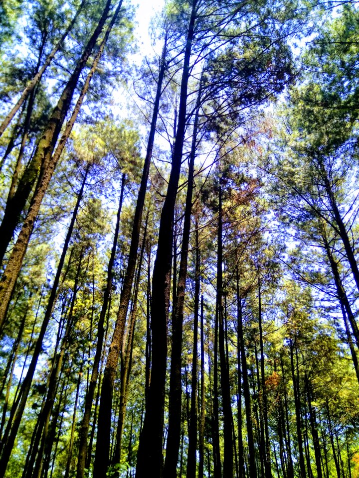 Forest nature pine