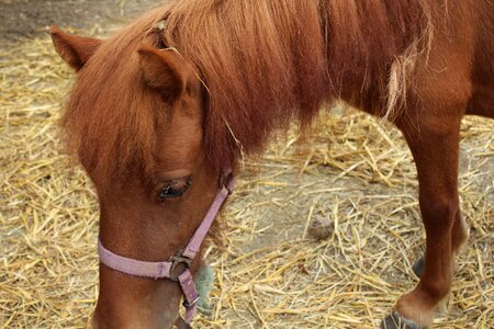 Field standard foal