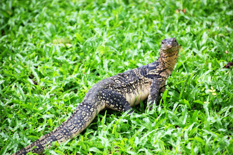 Monitor lizard bangkok animal