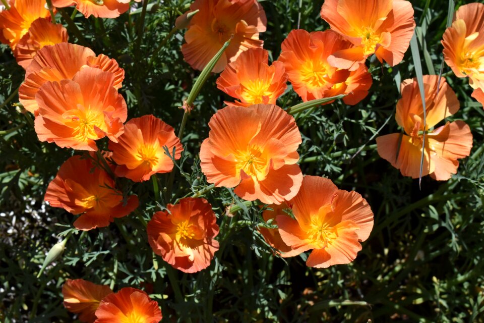 Nature blossom bright